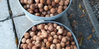 Nueces frescas, ecológicas sin fumigación, de nuestro propio huerto,