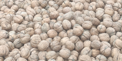 1000 kg de nuez lavada y seca para vender
