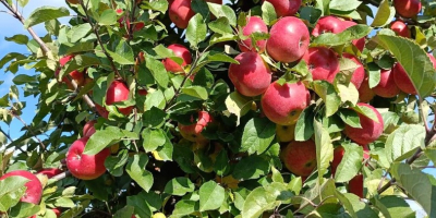 Venderé una manzana Topacio, clara sin granizo, desde +6,5.