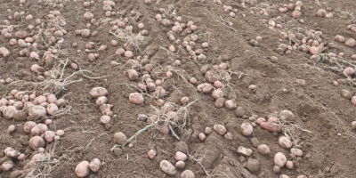 Patatas rojas variedad Bielorrusia, Laura Patatas blancas variedad Bielorrusia