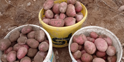 Patatas rojas variedad Bielorrusia, Laura Patatas blancas variedad Bielorrusia