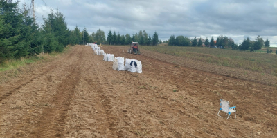 Patatas rojas variedad Bielorrusia, Laura Patatas blancas variedad Bielorrusia