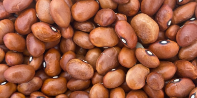 Se vende frijol borlotti Cosecha 2021 para más información