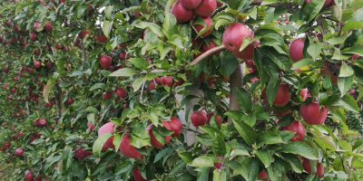 Venderé manzanas orgánicas. Variedades: Gala, Golden Delicious, Red Delicious,