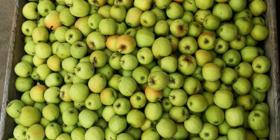 Venderé manzanas orgánicas. Variedades: Gala, Golden Delicious, Red Delicious,