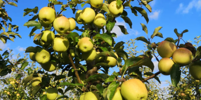 Venderé manzanas orgánicas. Variedades: Gala, Golden Delicious, Red Delicious,