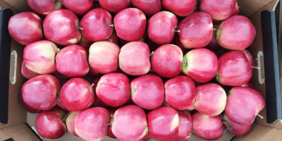 Venderé manzanas orgánicas. Variedades: Gala, Golden Delicious, Red Delicious,