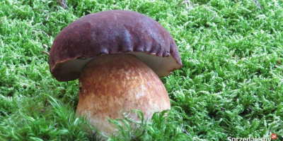 Hola, ofrezco boletus setas del bosque, champiñones, rebozuelos