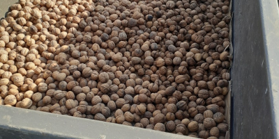 Venderé nueces este año, el precio es 5 PLN,