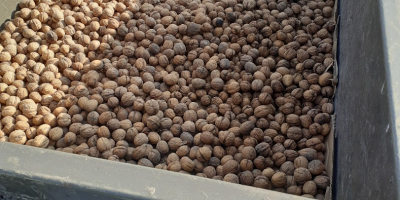 Venderé nueces este año, el precio es 5 PLN,
