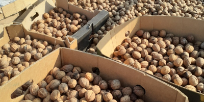 Venderé nueces este año, el precio es 5 PLN,