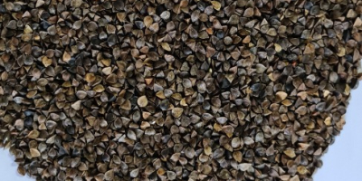 La empresa Viki-Sad exporta grano de trigo sarraceno orgánico