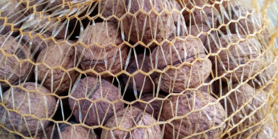 Venderé las nueces secas de este año en mi