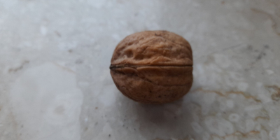 Venderé la nuez orgánica de este año. tengo 2