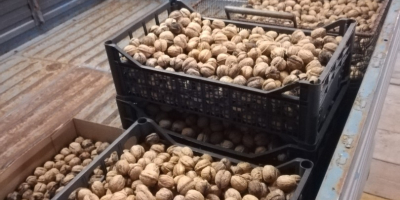 A la venta nueces seleccionadas de la zona, de