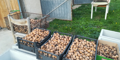 A la venta nueces seleccionadas de la zona, de