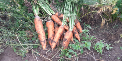 zanahorias comestibles papas recién arrancadas vineta 4 toneladas