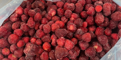 Fresas ultracongeladas producidas orgánicamente en Berkovitsa, Bulgaria. La variedad