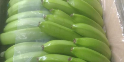 Bananas cavendish extra premium Ecuador producción propia 3.600 cajas