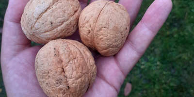 NUECES DE ESTE AÑO GRANDES MEDIANAS