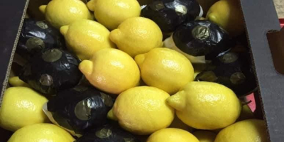 La empresa exporta limones y cítricos de Turquía. Proporcionamos