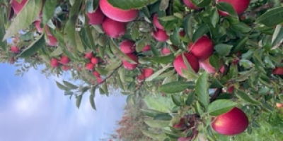 Braeburn recién cosechado para la venta. Calibración de la