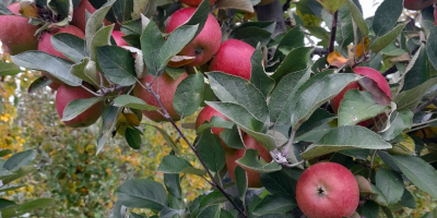 VENDERÉ BRAEBURN 6+ MEJOR POR EL PESO EN LA