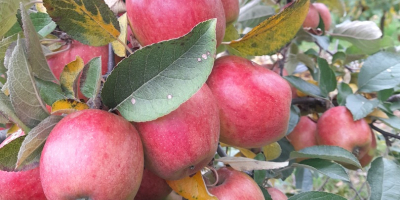 VENDERÉ BRAEBURN 6+ MEJOR POR EL PESO EN LA