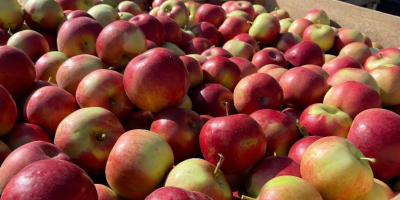 Vendo manzanas de las variedades golden, nariz de conejo,