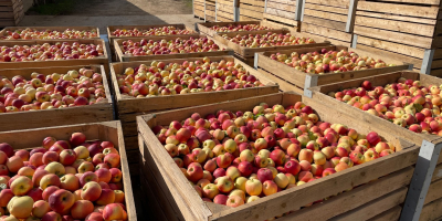 Vendo manzanas de las variedades golden, nariz de conejo,