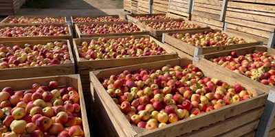 Vendo manzanas de las variedades golden, nariz de conejo,