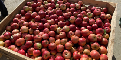 Vendo manzanas de las variedades golden, nariz de conejo,