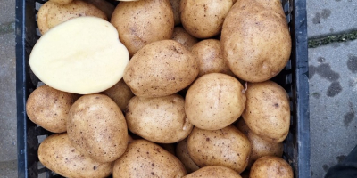 Ofrecemos papas de calibre 45 o superior en big