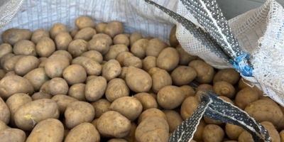 Ofrecemos papas de calibre 45 o superior en big