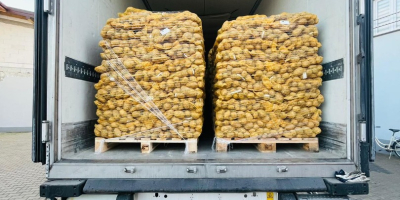 Ofrecemos papas de calibre 45 o superior en big