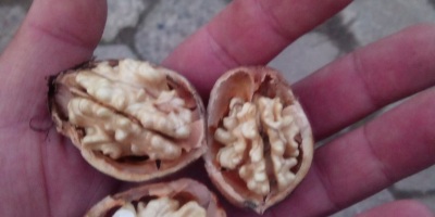 Venderé Nueces Ordinarias visibles en la foto. La nuez