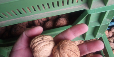 Venderé Nueces Ordinarias visibles en la foto. La nuez