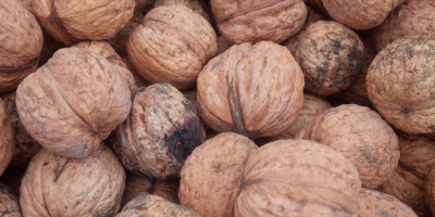 Venderé Nueces Ordinarias visibles en la foto. La nuez