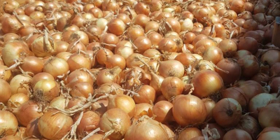 Estamos vendiendo cebolla rumana (amarilla y roja). Envasado en