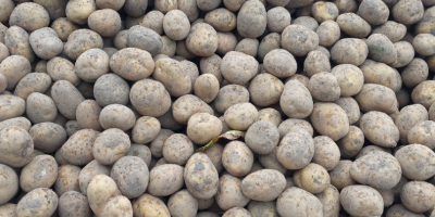 Venderé papas del tamaño de una semilla de papa.