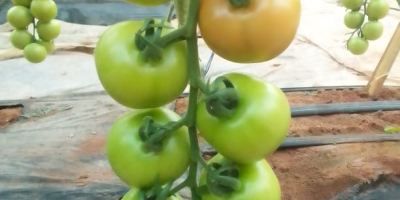 Tomates De Marruecos