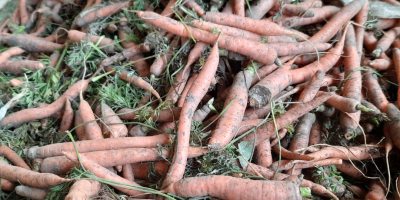 zanahorias frescas