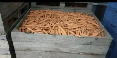 Venderé zanahorias de desecho. Cantidades de toneladas