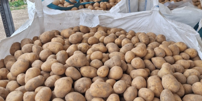 Ofrecemos a la venta patatas amarillas y rojas de