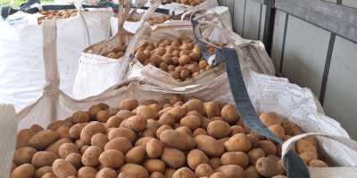 Ofrecemos a la venta patatas amarillas y rojas de