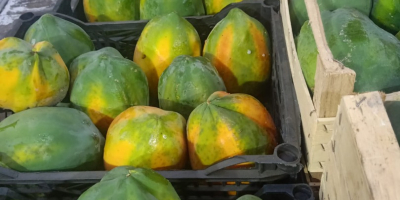 Deliciosas papayas red lady de primera calidad. una vez