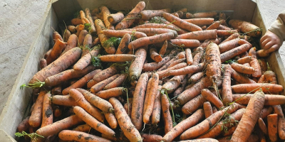 Estamos ofreciendo dos tipos de zanahorias a la venta