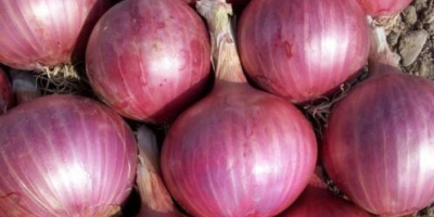 Red Burgundy Onion Seeds 200+ Huerto HEIRLOOM NON-GMO ENVÍO