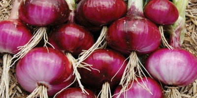 Red Burgundy Onion Seeds 200+ Huerto HEIRLOOM NON-GMO ENVÍO