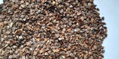 LLC Smolensk Agro Export exporta trigo sarraceno de origen